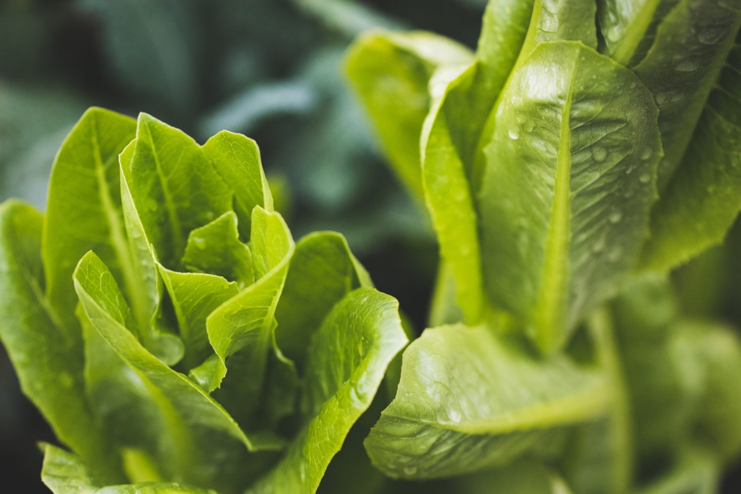 Kopfsalat anpflanzen, pflegen & ernten - GARTA