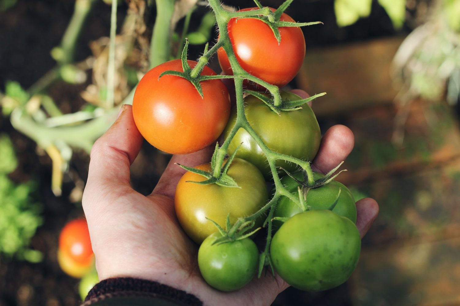Optimale Standort für Tomaten Sonne, Halbschatten oder Schatten? GARTA
