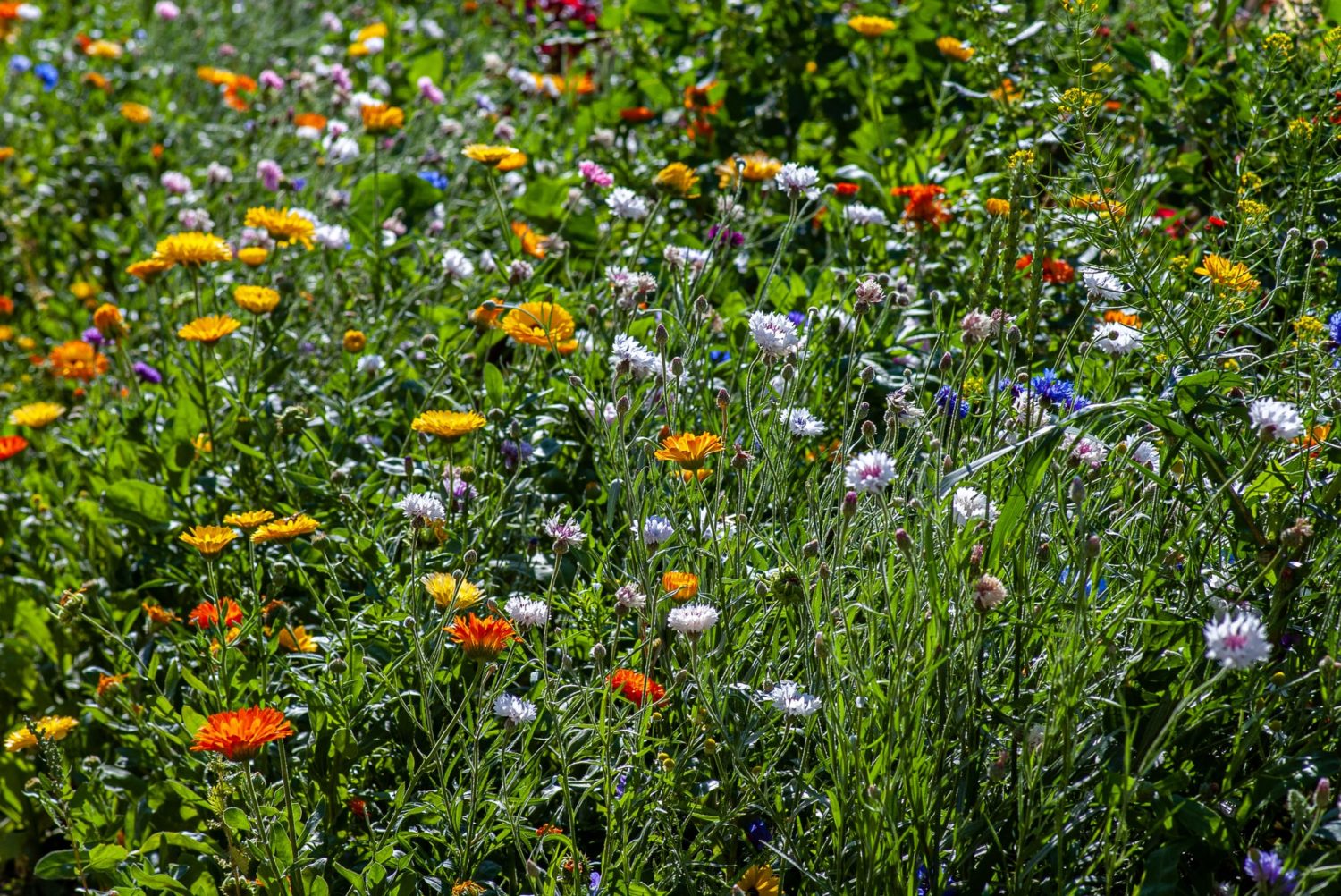 Blumenwiese anlegen Tipps für Säen, Mähen und Pflegen GARTA