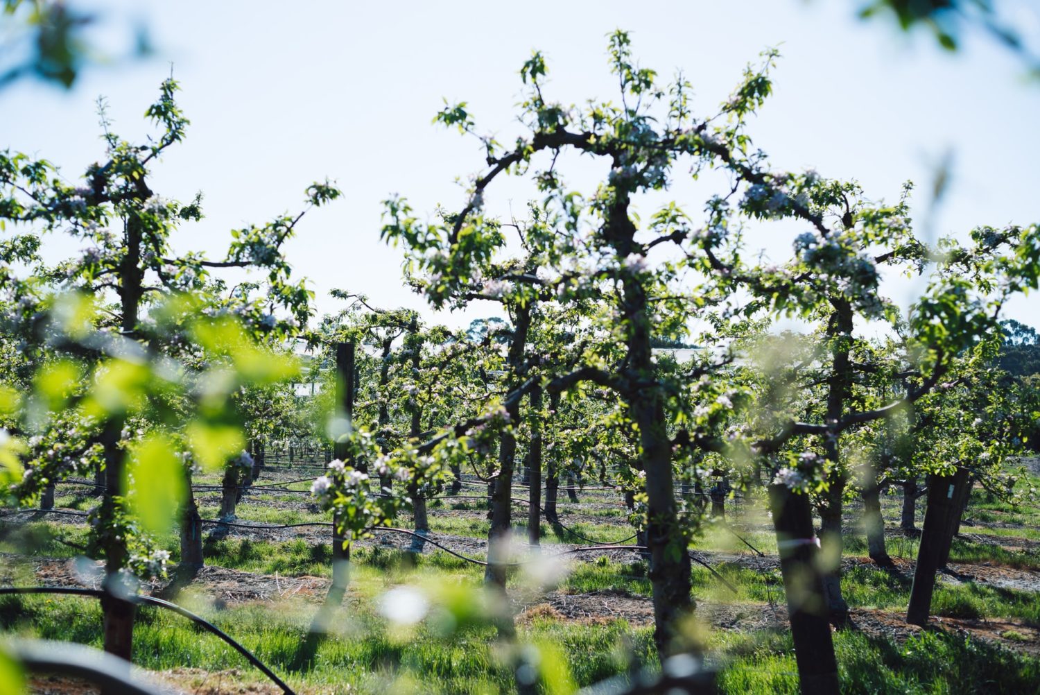 wann-schneidet-man-am-besten-obstb-ume-zur-ck-garta