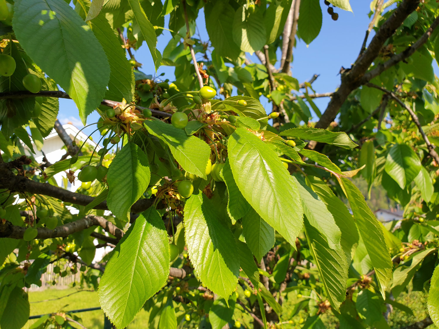 Kirschbaum pflanzen, pflegen, schneiden, ernten GARTA