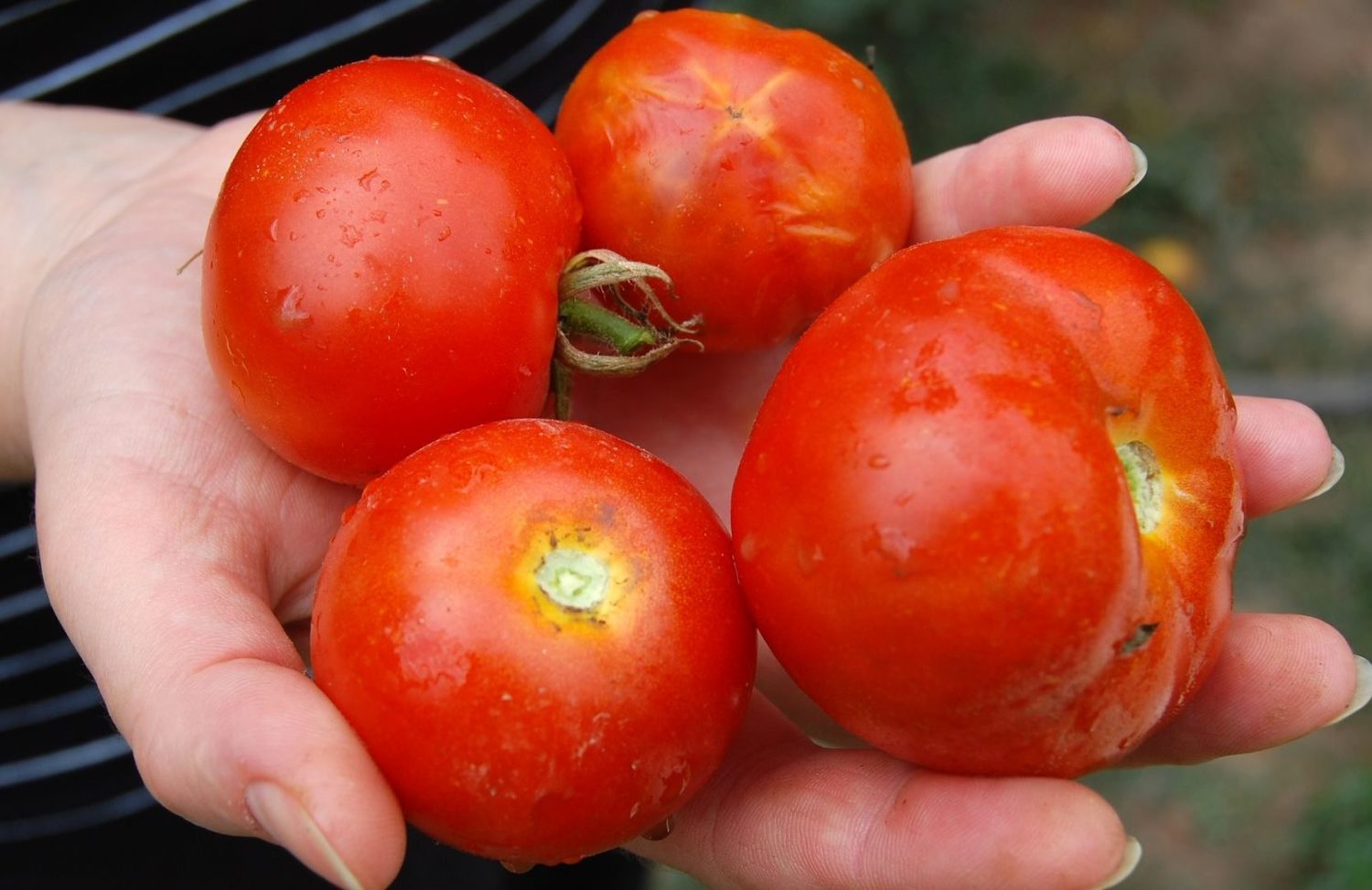 Sind Tomaten gesund oder ungesund? GARTA