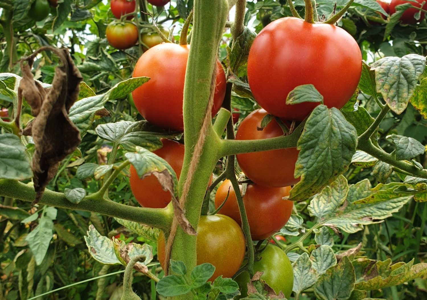 Was ist der beste Tomatendünger? GARTA
