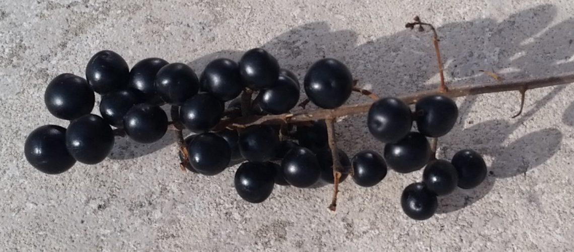 Ligusterbeeren; Wie giftig ist die Hecke?