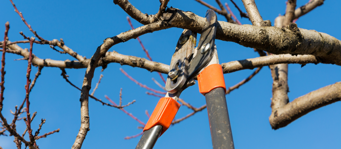 Baumpflege – Schnittarbeiten an einem laublosen Baum im Winter.