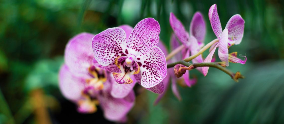 bluehende-orchideen