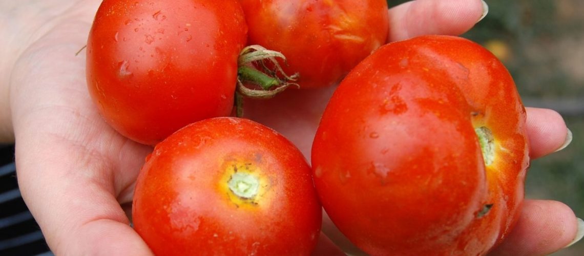 tomaten frisch gesund oder schädlich